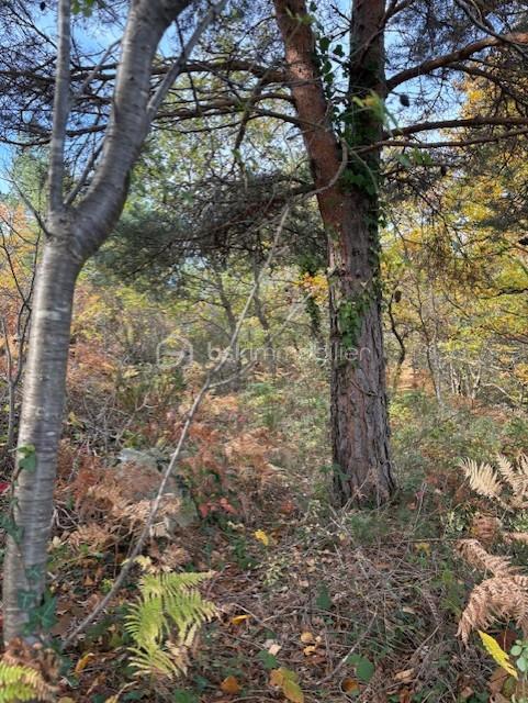 Terrain de loisirs - 10 850 m²