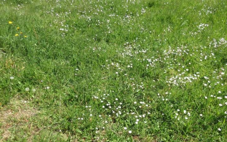 Terrain constructible - 1 535 m²