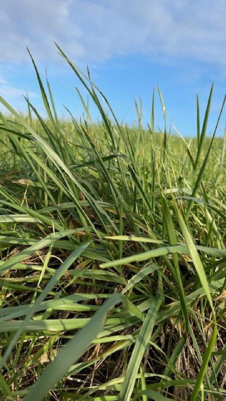 Terrain constructible - 1 895 m²