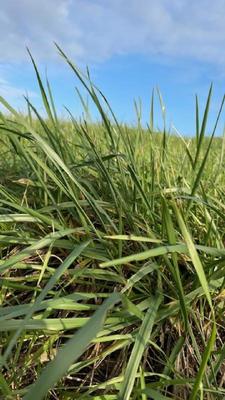 Terrain constructible - 1 895 m²