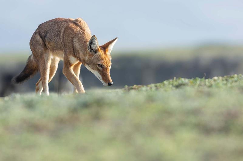 Film - le secret du loup d'Ethiopie