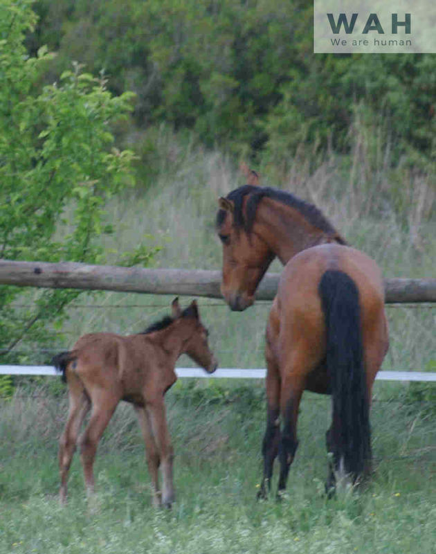 Propriété - 168 m² - 4 pièces