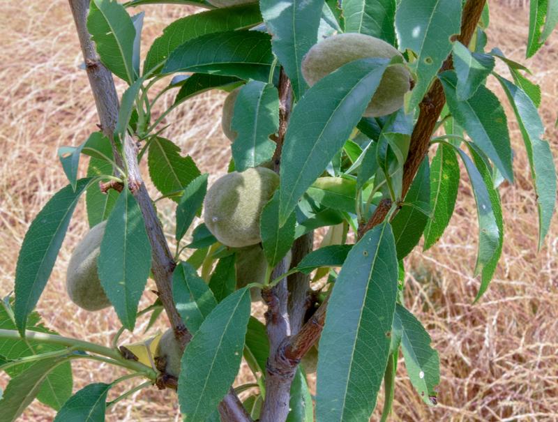 Visite commentée d'une amanderaie du Pithiverais