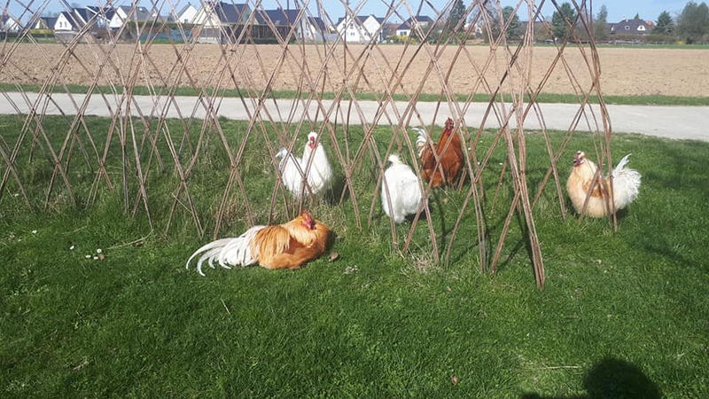 Visite libre aux animaux de la ferme Kieffer