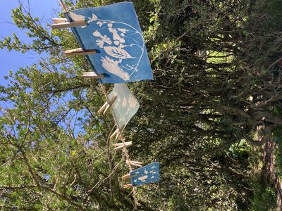 Les Ateliers de la Cabane : Découverte du Cyanotype