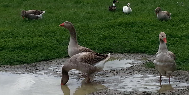 Ferme de la Chambrerie