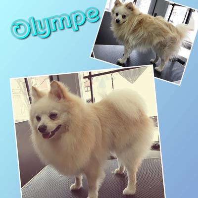 Diamond's Toilettage