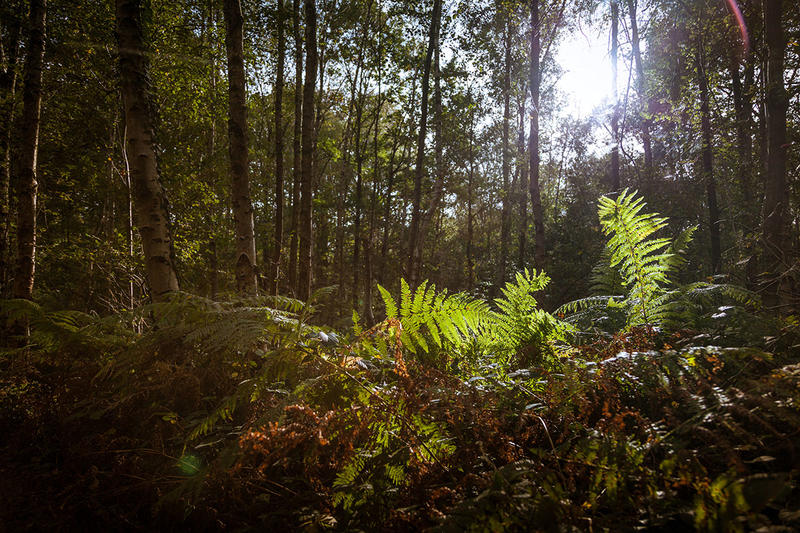 Bois de Givenchy - Nature en Éveil