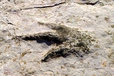 Conférence - Jean-Miquel de Barroubio Par Éric Buffetaut