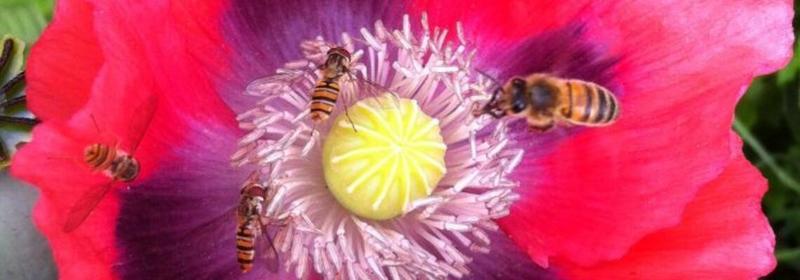 Atelier insectes qui piquent