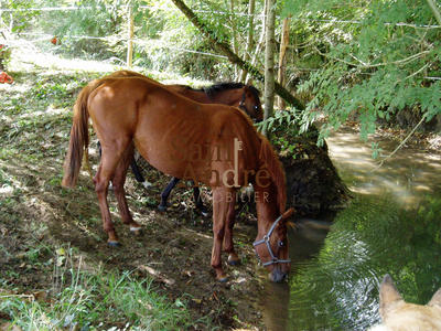 Maison - 300 m² - 8 pièces