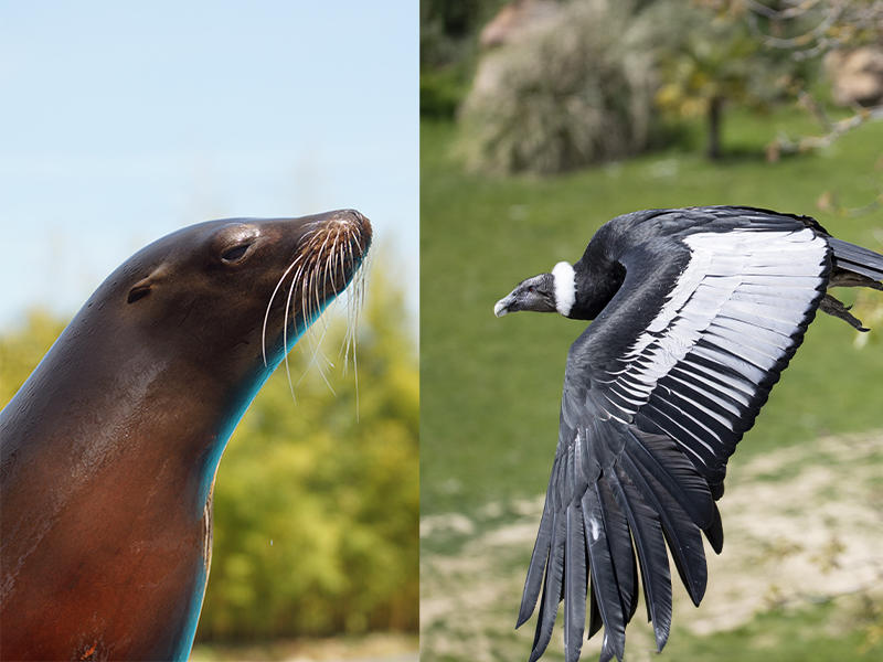 Spectacles les Maîtres des Airs et l'Odyssée des Lions de Mer au ZooParc de Beauval