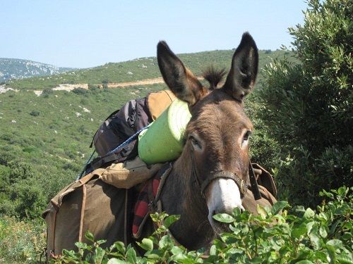 Sherp'Ânes les ânes du Causse