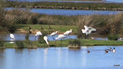 Réserve Onithologique du Teich
