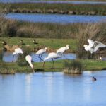 Réserve Onithologique du Teich