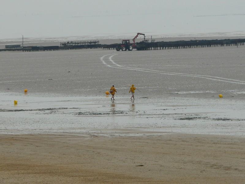 Balade : découverte de l'estran