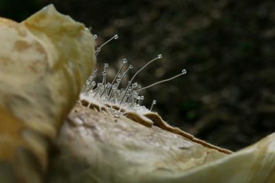 Exposition : empreintes et la terre