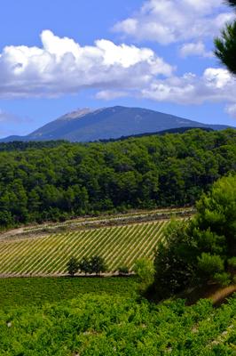 Domaine de Mourchon - Visite et Dégustation