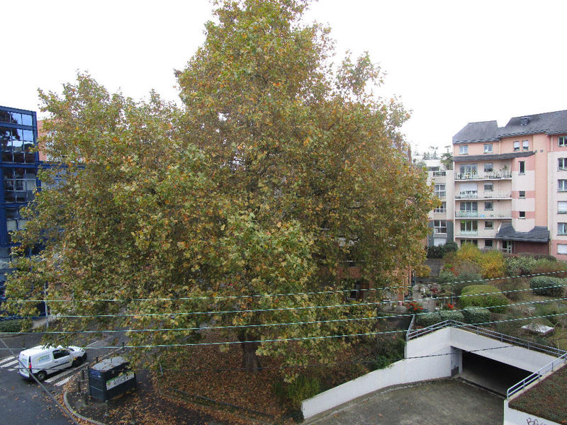 Appartement - 31 m² - 1 pièce