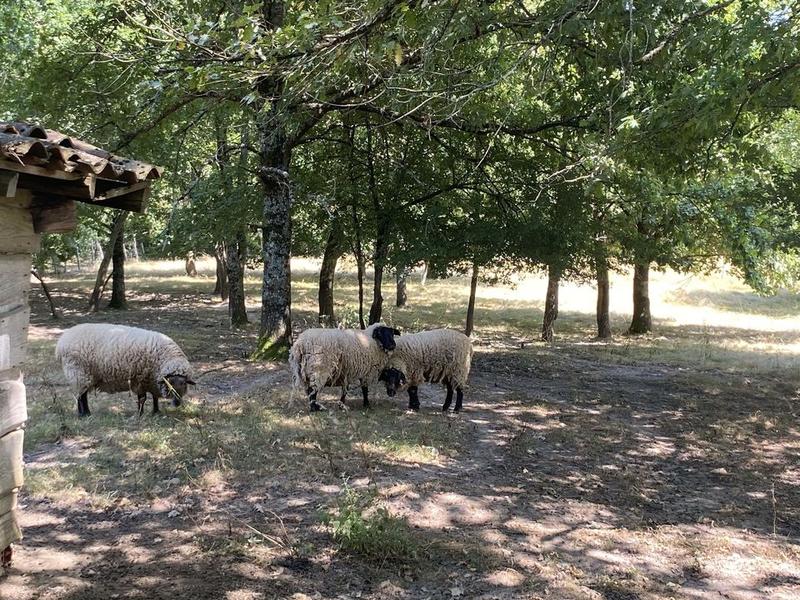 Maison en pierre - 254 m² - 10 pièces