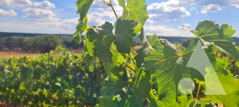 Château - 1 200 m² - 20 pièces