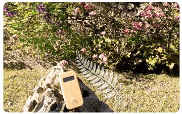 Initiation à la musique des plantes