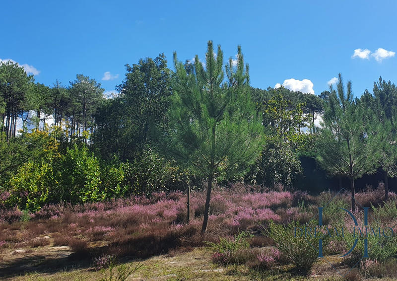 Maison ancienne - 188 m² - 6 pièces