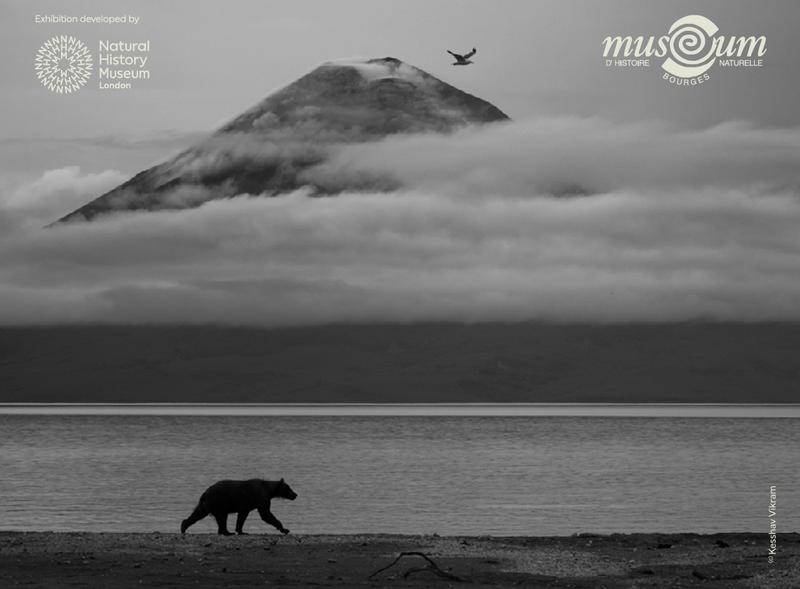 Wildlife Photographer of The Year