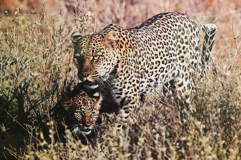 Photographie animalière