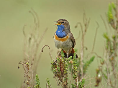 initiation à l'identification des oiseaux d'eau