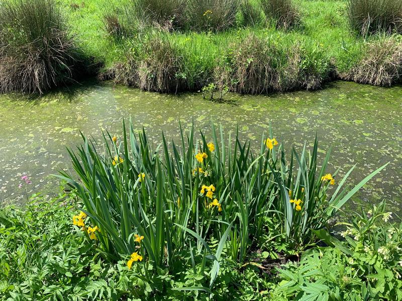 À la découverte de la faune et de la flore du Marais mouillé à Sansais