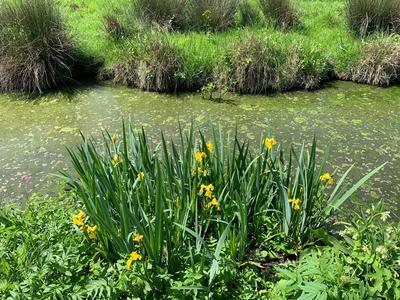À la découverte de la faune et de la flore du Marais mouillé à Sansais