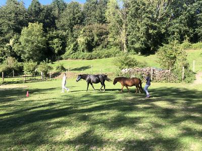 Regards Pluriels Equicoaching