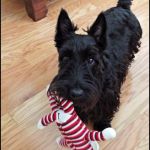 Espace Canin Toilettage