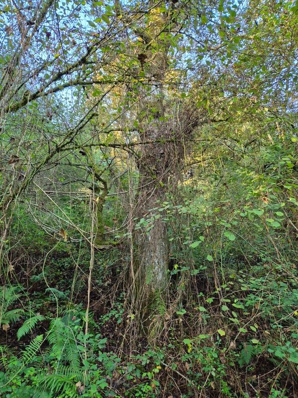 Terrain de loisirs - 16 281 m²