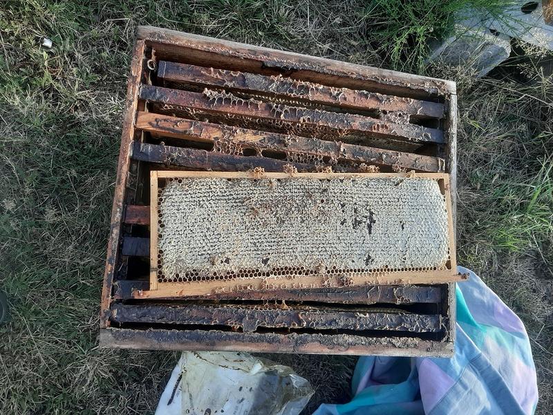 Melissa Miel, visite gratuite chez un apiculteur