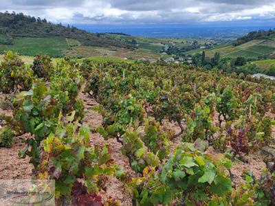 Terrain agricole - 27 297 m²