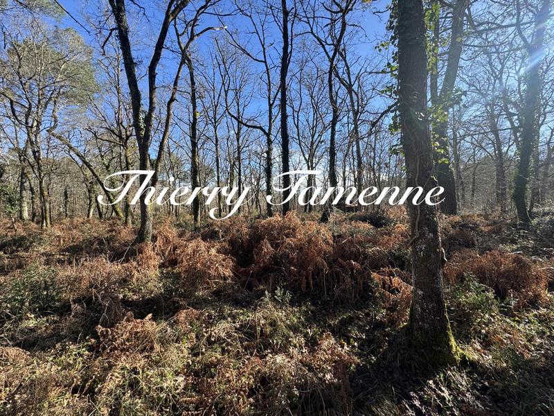 Terrain - 96 131 m²