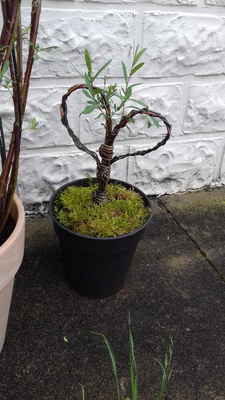 Stage de vannerie "Hiver et Printemps"