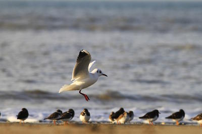 Les oiseaux du littoral - Sortie nature