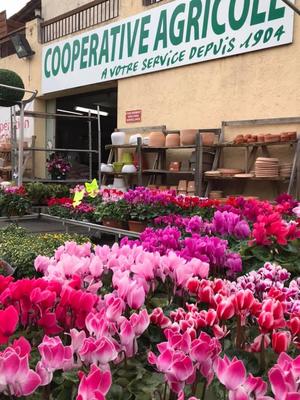 Coopérative Agricole Sopavar