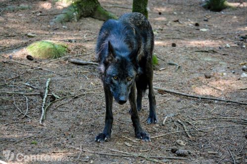 Parc Animalier des Monts de Guéret