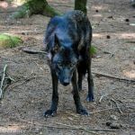 Parc Animalier des Monts de Guéret