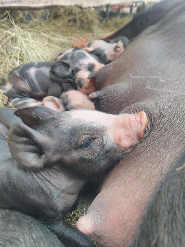 Animation biberonnage des chevreaux