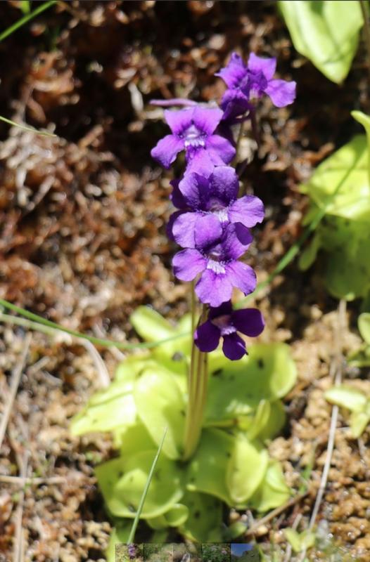 Sortie nature Cpie Pays Basque : "La santé par les plantes"