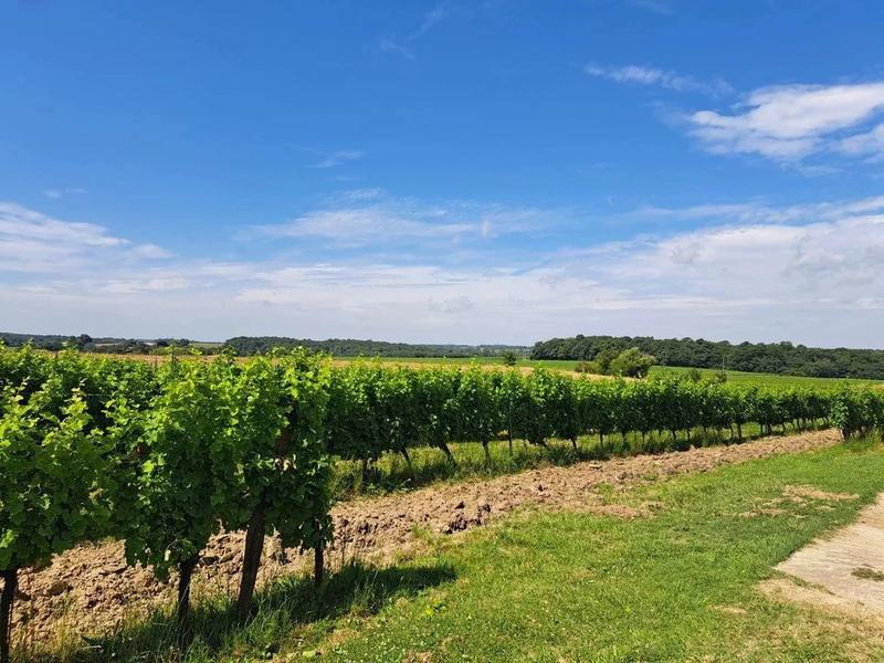 Propriété viticole - 288 m² - 6 pièces