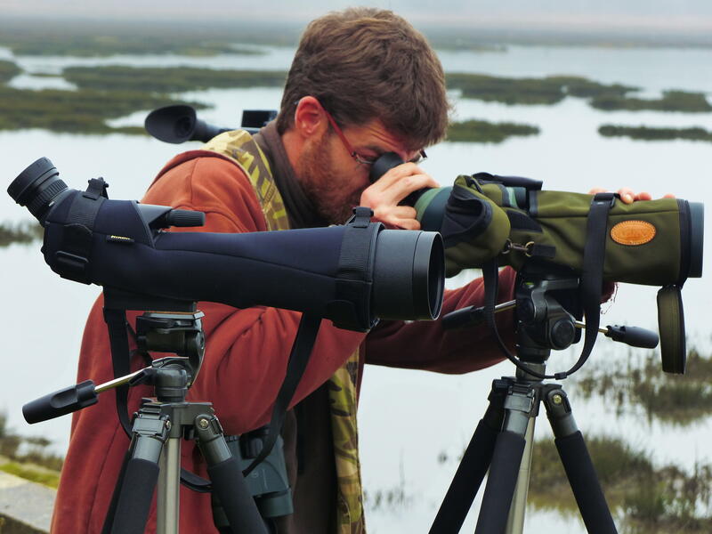 L'odyssée des oiseaux migrateurs