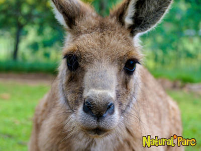 Natural' Parc