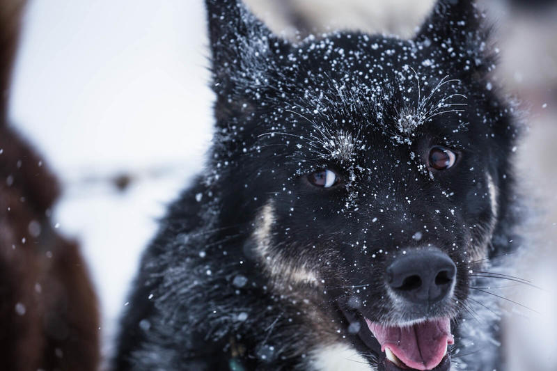 Annulée - Course de chiens de traîneaux