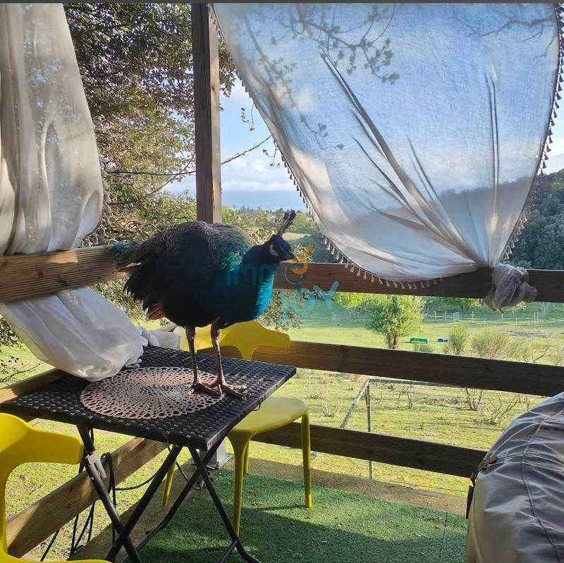 Propriété - 250 m² - 11 pièces